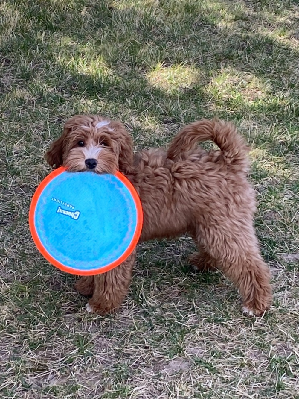 🩰Dancing my way into the live show category🩰 - Picture 5 of 5